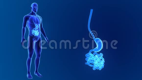 胃和小肠缩小器官视频的预览图