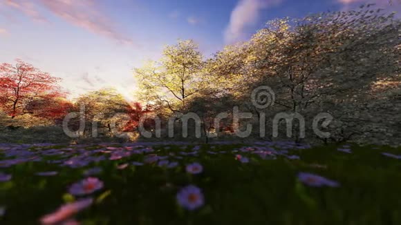 日出时的春景视频的预览图