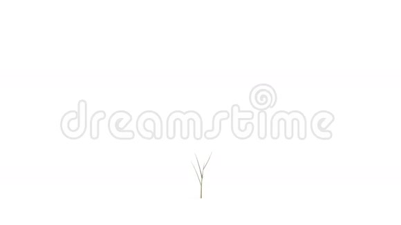 生长在白色背景上的绿色植物视频的预览图