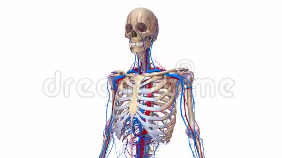 有韧带和血管的人体骨骼视频的预览图