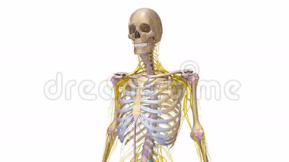 有韧带和神经的人体骨骼视频的预览图