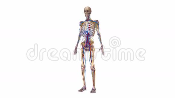 有韧带血管和神经的人体骨骼视频的预览图