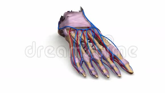 带韧带和血管的足骨视频的预览图