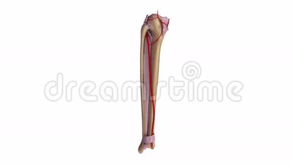 带韧带和动脉的纤维和胫骨视频的预览图
