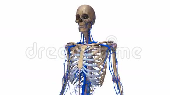 有韧带和静脉的人体骨骼视频的预览图