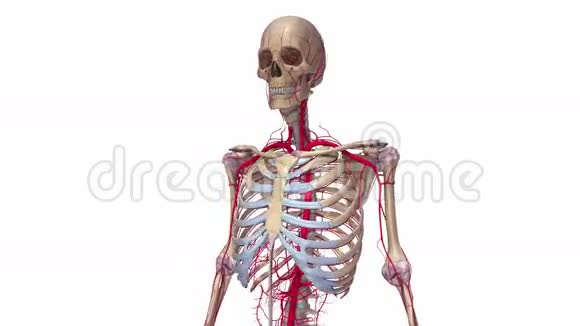 有韧带和动脉的人体骨骼视频的预览图