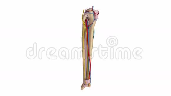 带韧带血管和神经的纤维和胫骨视频的预览图