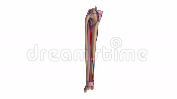 带韧带和血管的纤维和胫骨视频的预览图