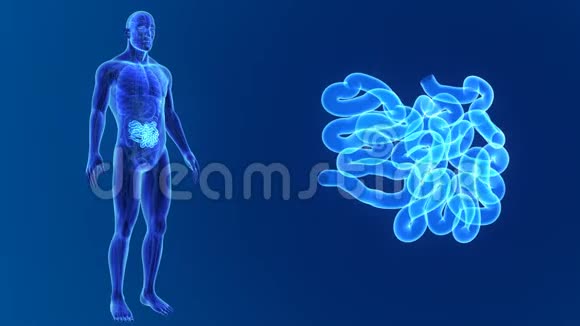 小肠放大与器官和循环系统视频的预览图