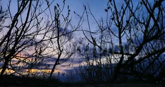 傍晚有树的美丽日落4k视频的预览图