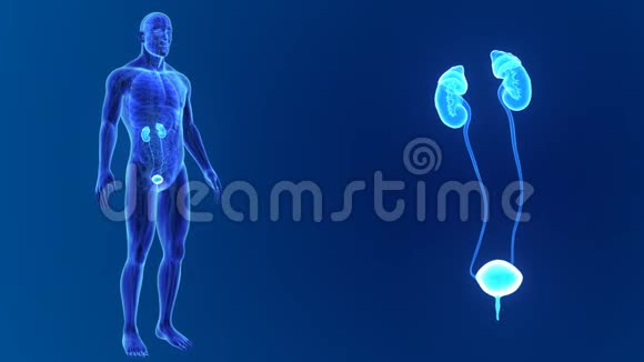 泌尿系统放大器官和循环系统视频的预览图