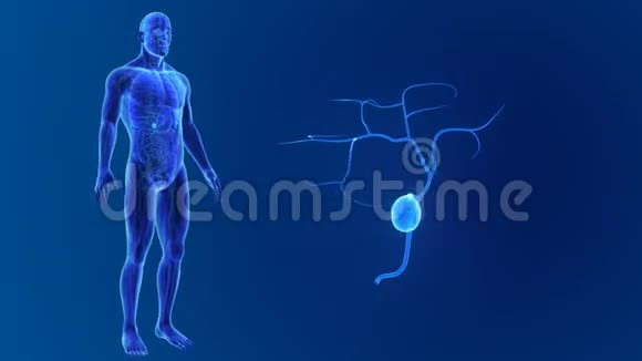 胆囊缩小与器官和循环系统视频的预览图