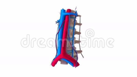 带韧带和血管的腰椎视频的预览图
