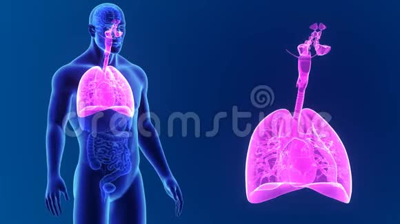 呼吸系统放大器官视频的预览图