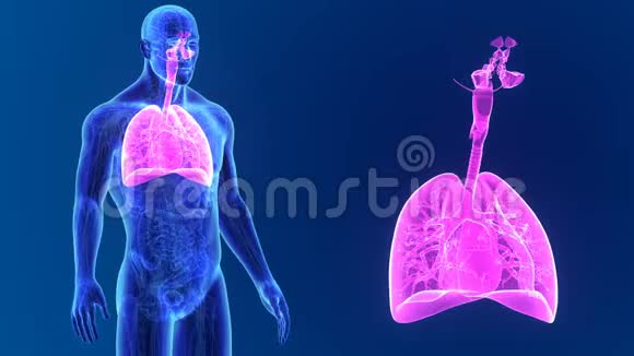 呼吸系统放大解剖视频的预览图