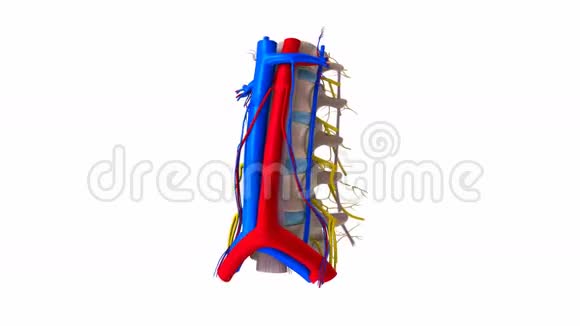 带韧带血管和神经的腰椎视频的预览图