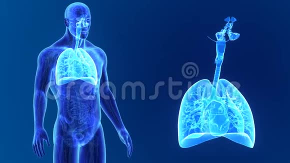 呼吸系统放大解剖视频的预览图