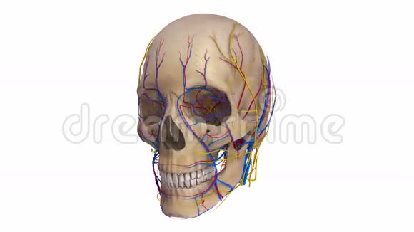有血管和神经的人头骨视频的预览图