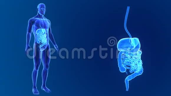 消化系统放大与解剖视频的预览图