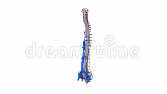 带韧带和静脉的脊椎视频的预览图