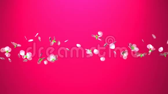 粉红色背景上的樱桃花视频的预览图