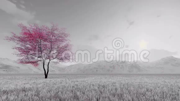 樱花树开花慢动作4K视频的预览图