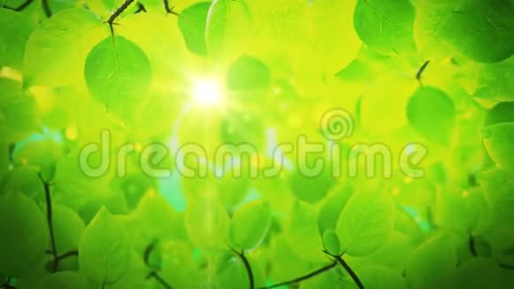 夏天的背景美丽的绿树叶视频的预览图