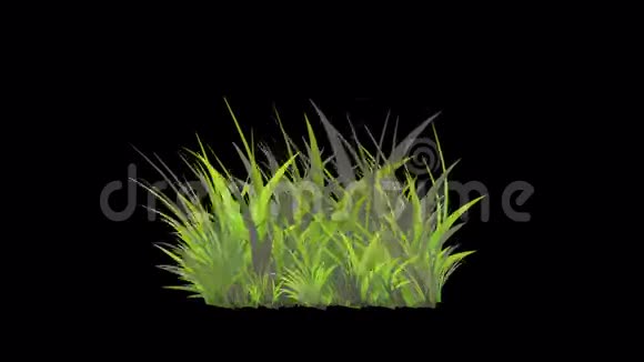 茂盛的花叶作物灌木灌木植物草生长视频的预览图