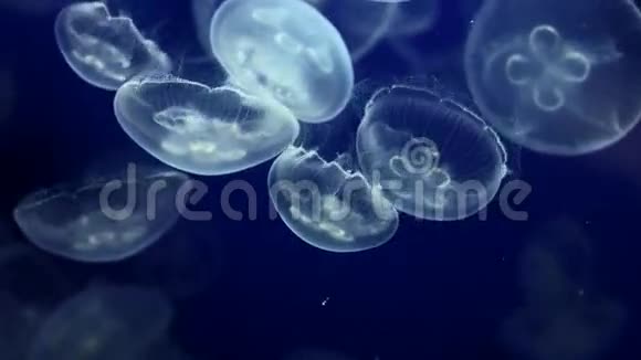 水母带发光的水母视频的预览图