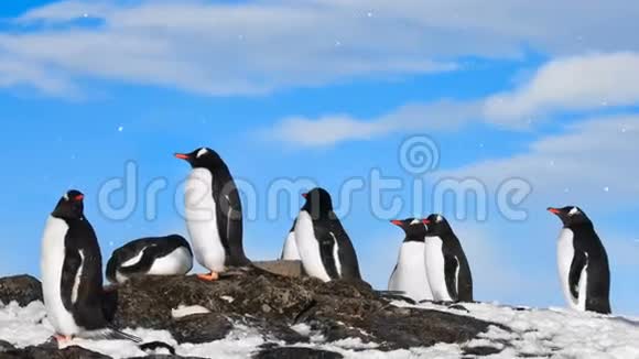南极野生动物黑白企鹅群视频的预览图