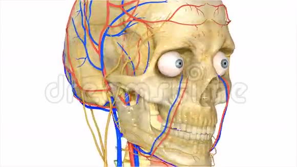 有循环系统的头骨视频的预览图