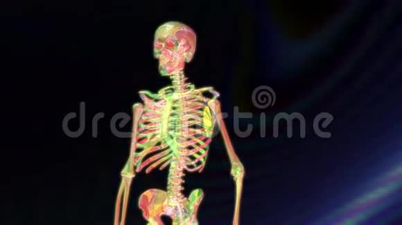 人类骨架的数字动画视频的预览图