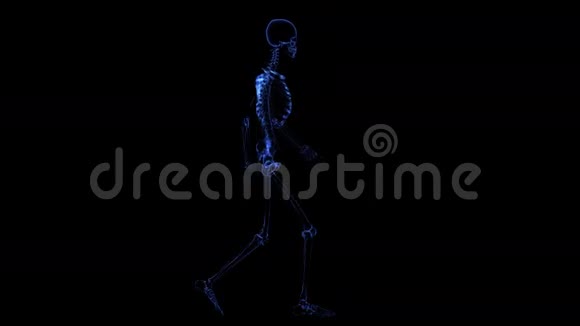 人体解剖骨骼视频的预览图