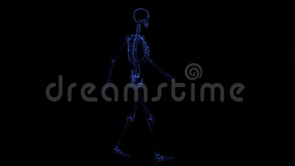 人体解剖骨骼视频的预览图