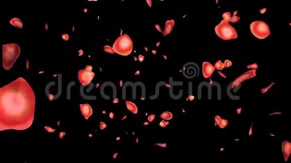 玫瑰花瓣股票录像视频的预览图
