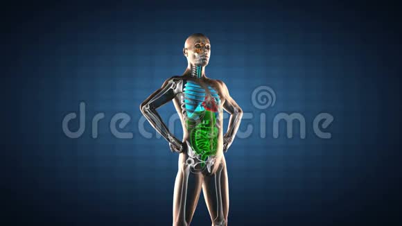 真实人体内脏射线扫描视频的预览图