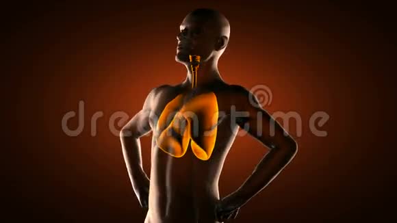 真实人体胸片扫描视频的预览图