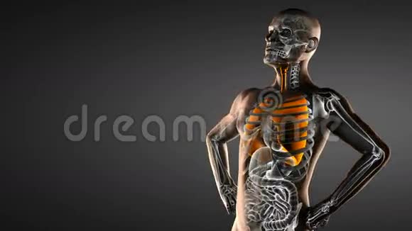 真实人体胸片扫描视频的预览图