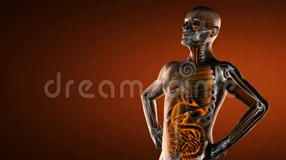 真实人体内脏射线扫描视频的预览图