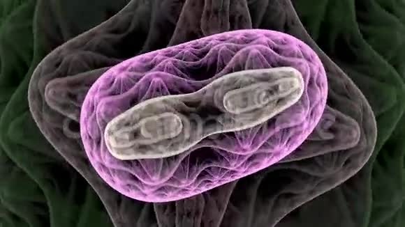 菌的对称生长视频的预览图