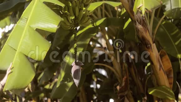 一对夫妇探索大自然检查香蕉树花和水果生长在一棵绿色的树上可爱的情人拥抱一下视频的预览图