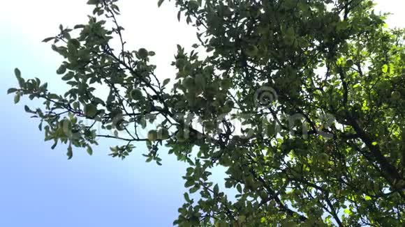 苹果丰收树枝上长满了青黄苹果视频的预览图