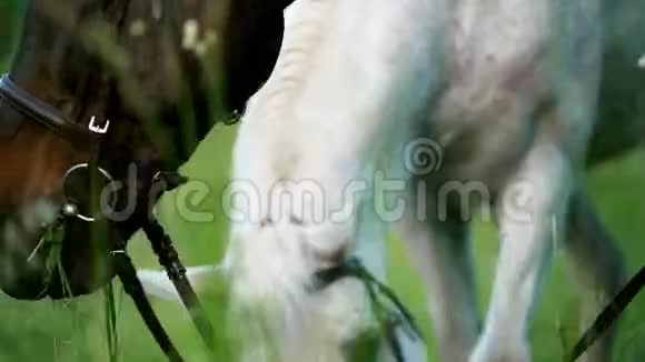 马在夏天的草地上吃青草视频的预览图