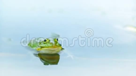 水里的青蛙视频的预览图