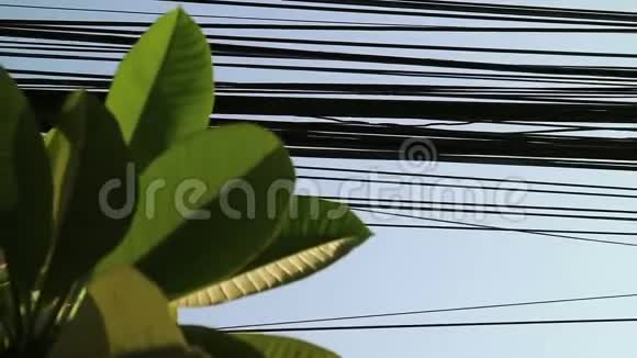自然和技术梅花树叶和电力线路视频的预览图