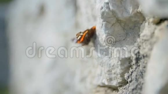 蝴蝶在石壁上视频的预览图