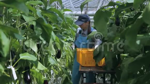 工作人员用手推车收割熟茄子农业企业的员工很多绿色植物生长视频的预览图
