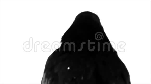 黑鸦宏观的视频的预览图