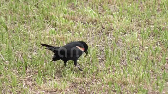 雄性红翅黑鸟吃蚱蜢视频的预览图
