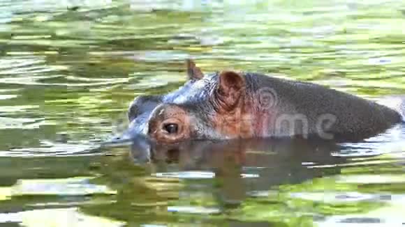 在阳光明媚的夏日在池塘里慢悠悠地游着一只快乐的水马视频的预览图